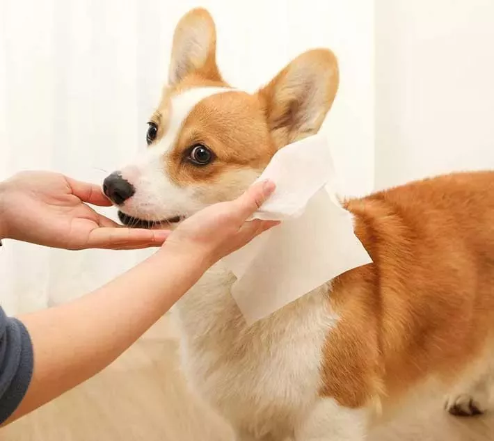 Pet Cleaning Wipes - A Convenient Choice For Pet Care
