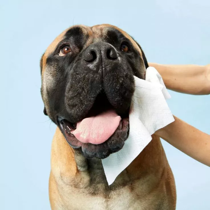 Cheap Pet Wipes in Bulk: Affordable, Safe & Customizable for Global Brands