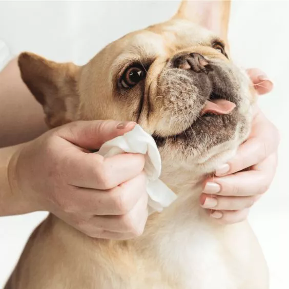 Pet Wipes for Travel: The Must-Have Item for On-the-Go Pet Care