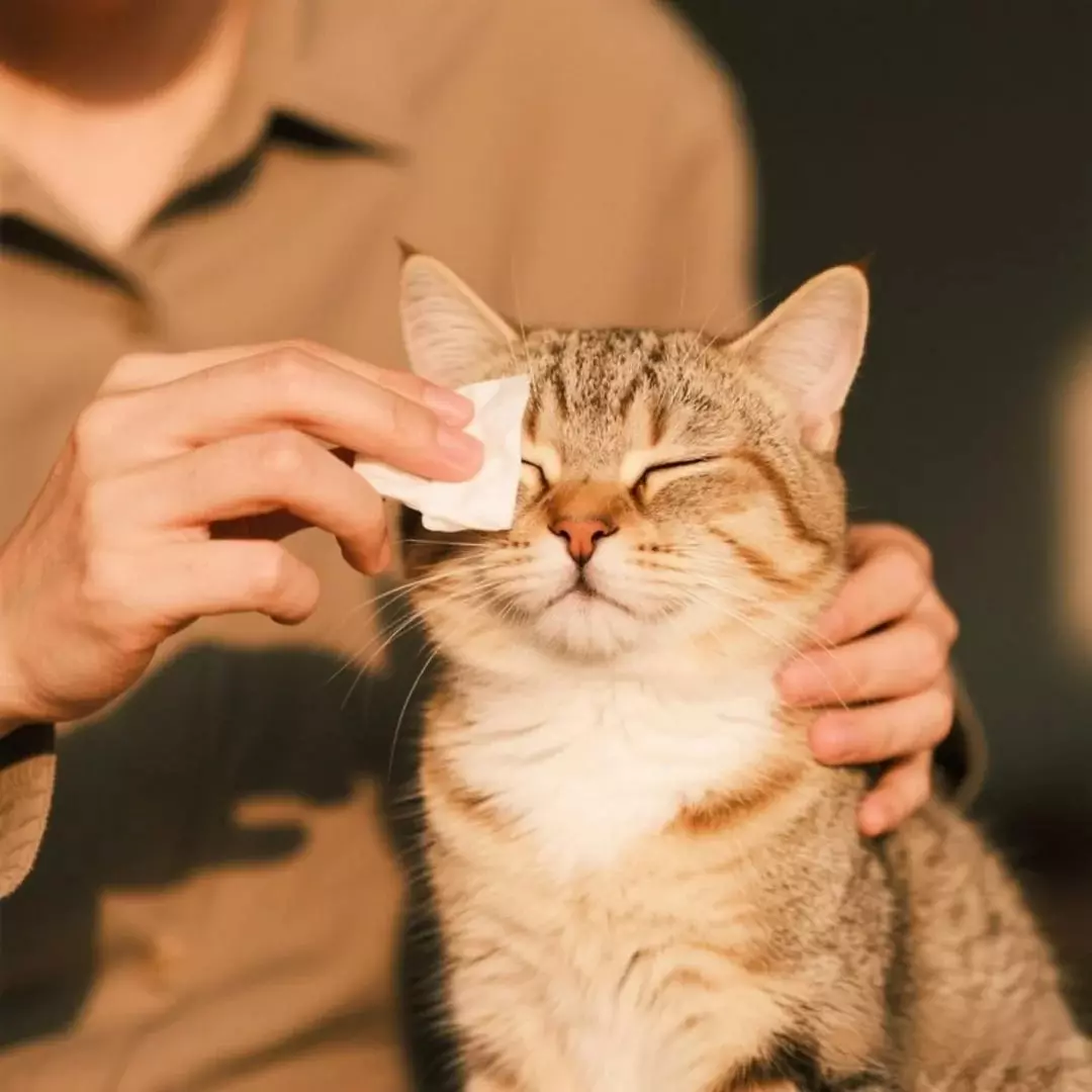 Eyes Wipes Pet